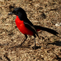 Crimson-breasted Gonolek